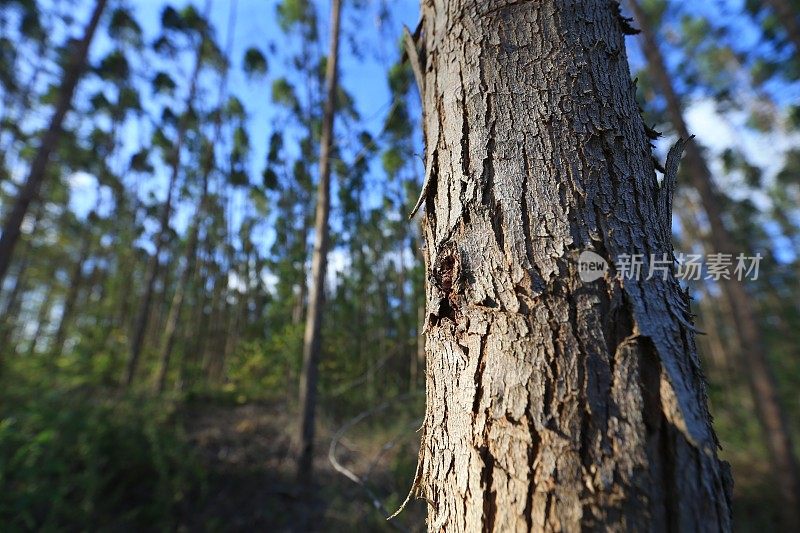 巴伊亚州的桉树种植园