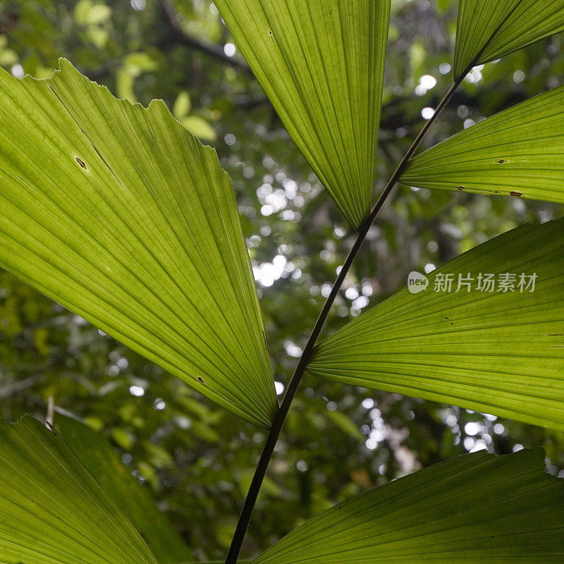 厄瓜多尔上亚马逊雨林中的树叶