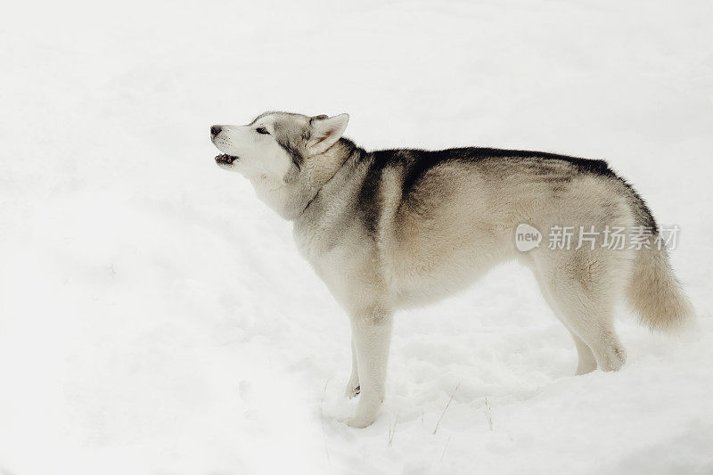 哈士奇在雪地里嚎叫