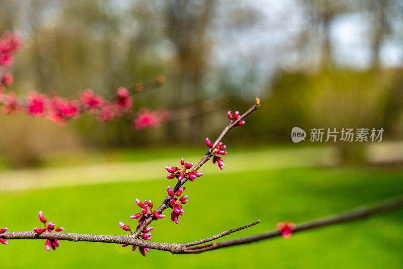 在皇家植物园-植物园，汉密尔顿，加拿大