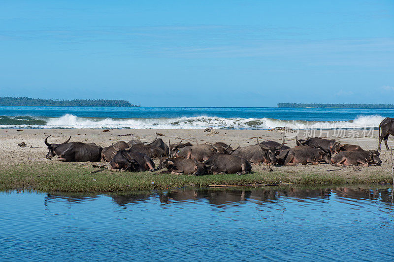 印度尼西亚苏门答腊岛Simeulue的水牛