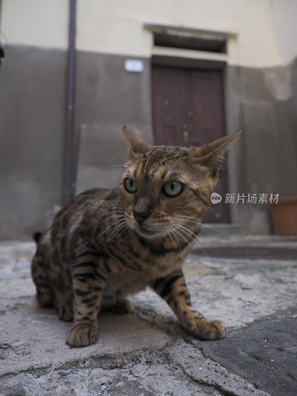 流浪猫在街上