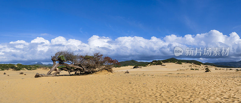 世俗杜松在皮西纳斯沙滩，撒丁岛西部的自然地标-意大利