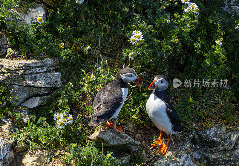 汉普顿悬崖上的海雀