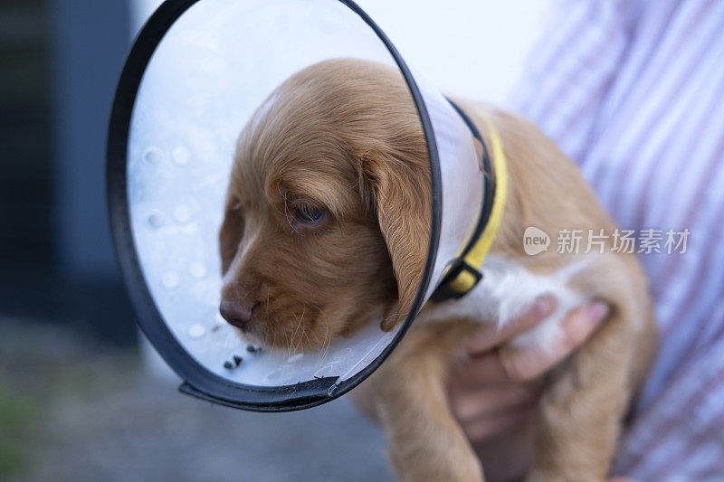 受伤的可卡犬幼犬