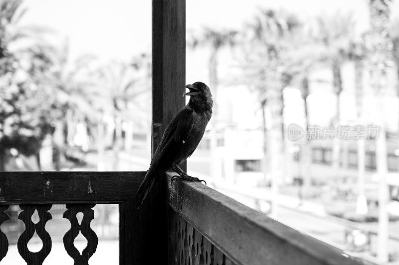 夜间的威严:迪拜木栏杆上的乌鸦