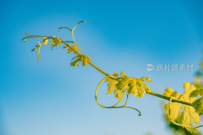 藤蔓枝干的细节。斯洛文尼亚，藤蔓卷须伸向天空