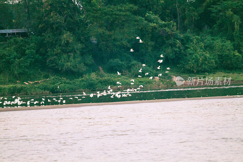湄公河河滨和一群飞翔的泰国鹤