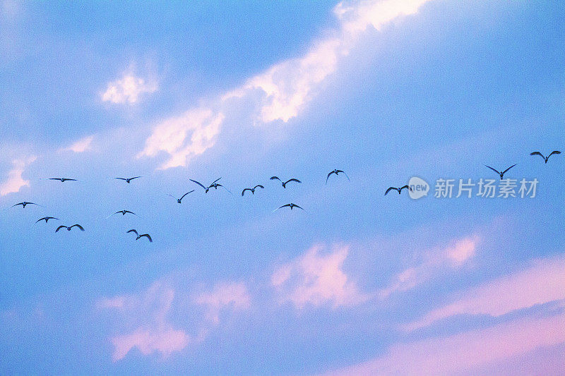 在卢瓦省，一群泰国鹤在夕阳的天空中飞过
