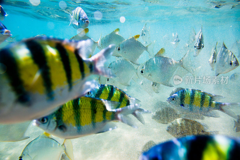 一群条纹鱼在清澈的蓝色海水中游泳，Hikkaduwa。