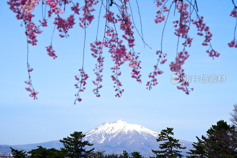 山顶被雪覆盖，春天樱花盛开的磐城山。