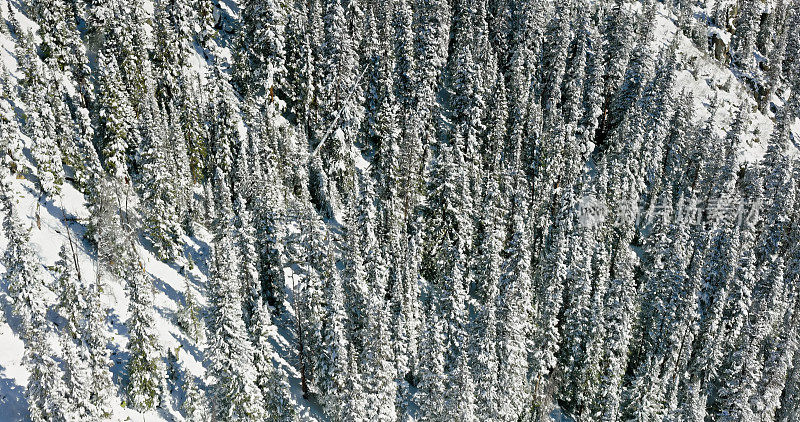 无人机拍摄落基山脉的雪树