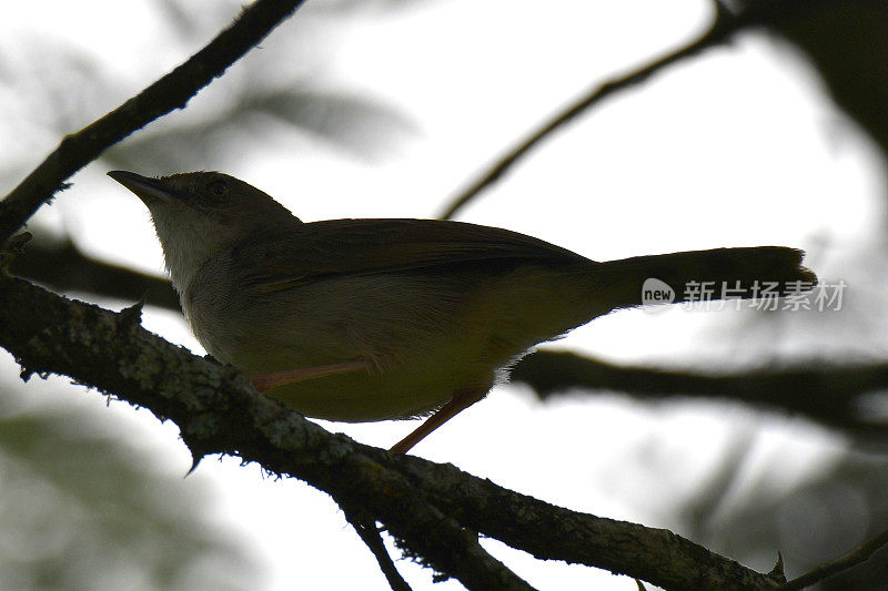 红着脸Cisticola