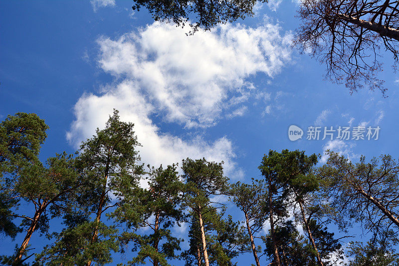 底部，高大的松树映衬着明亮的蓝天和白云