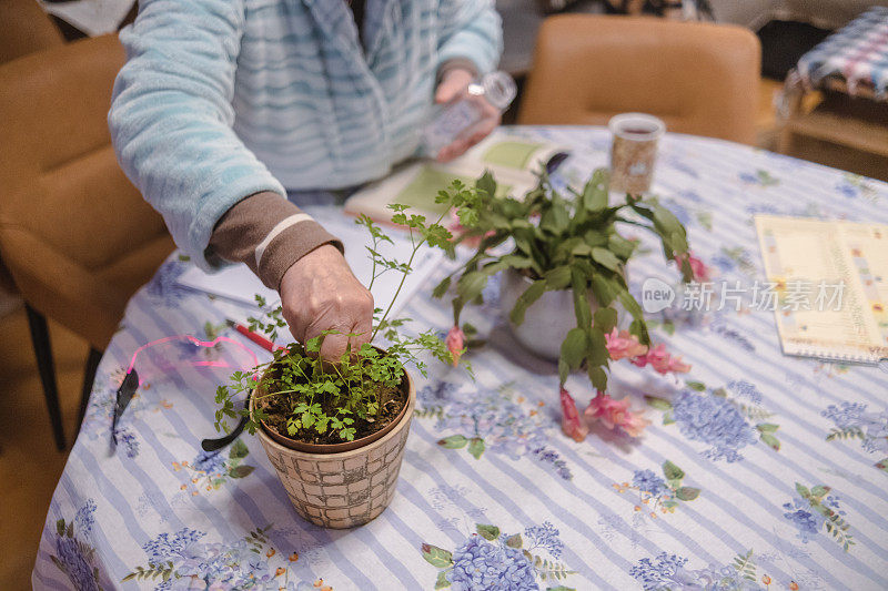 照顾室内植物是这位老年妇女最喜欢的活动