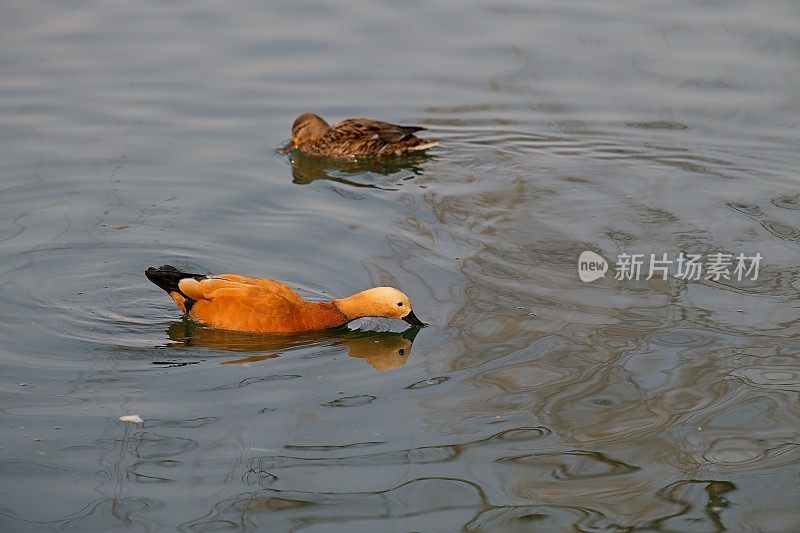 红润的雌麻鸭