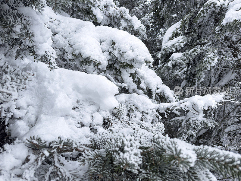 冬天，白雪皑皑的树木和晴朗的天空