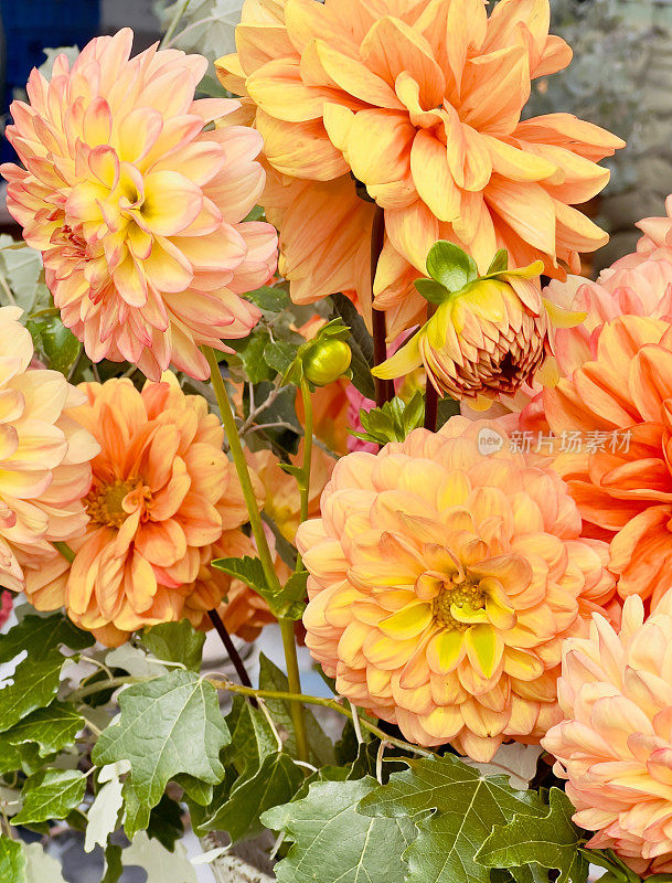 鲜艳的橙色大丽花在秋季花店展出