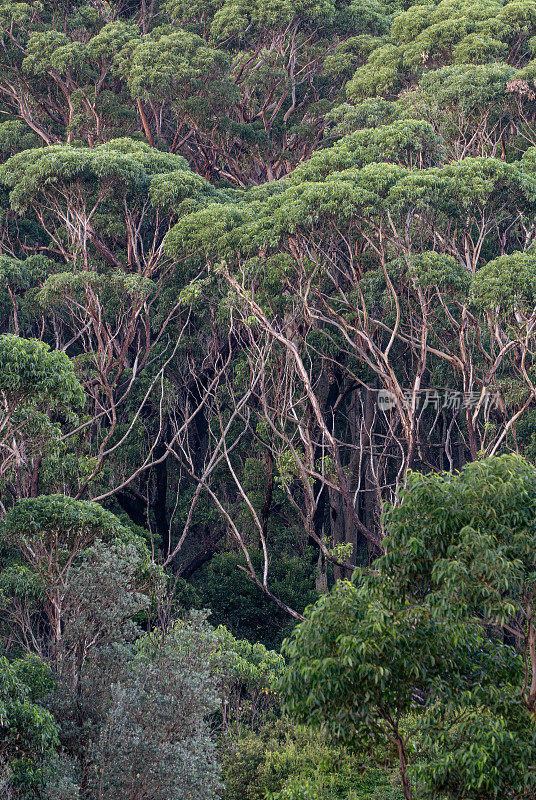 澳大利亚东部新南威尔士州高大的桉树