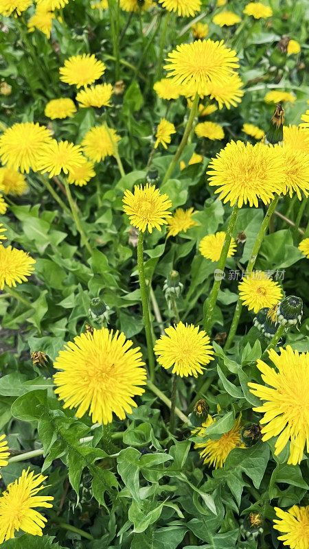 黄色的蒲公英花长在草坪上