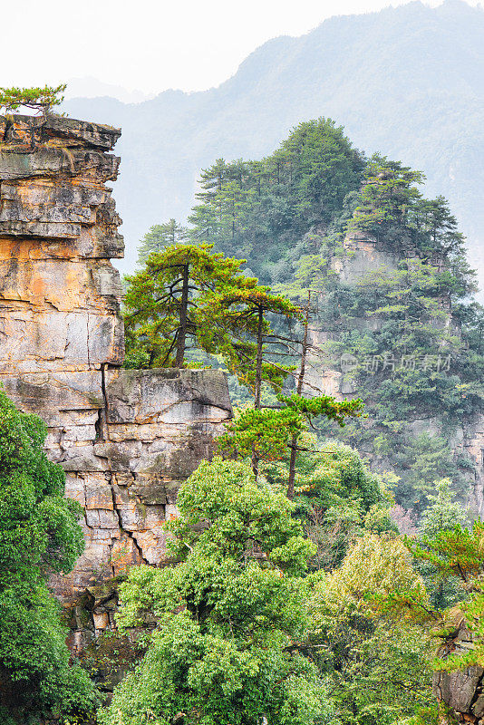 阿凡达山脉岩石上生长的树木的壮观景色
