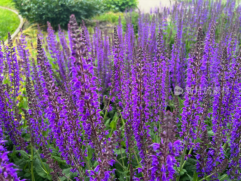 多年生开花鼠尾草