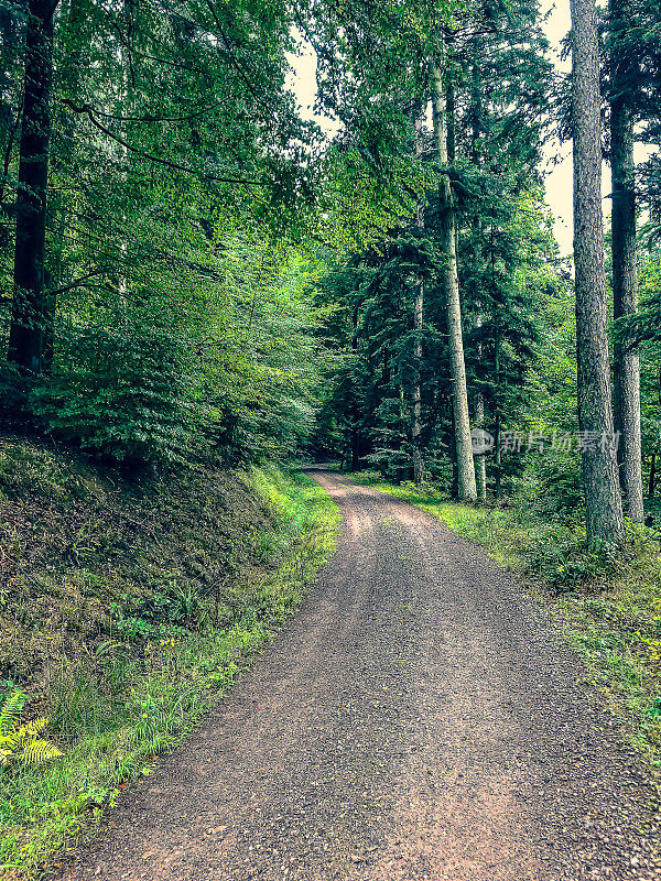 一条穿越德国黑森林的森林道路。