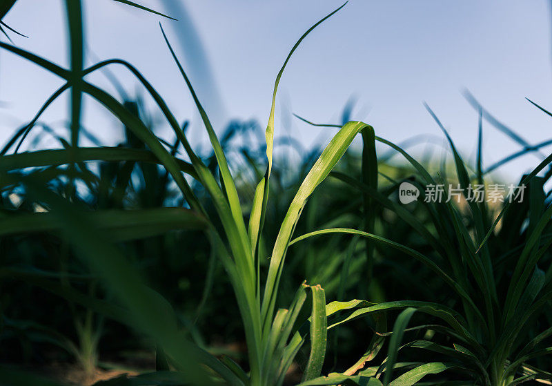 绿草的背景。阳光明媚的夏天