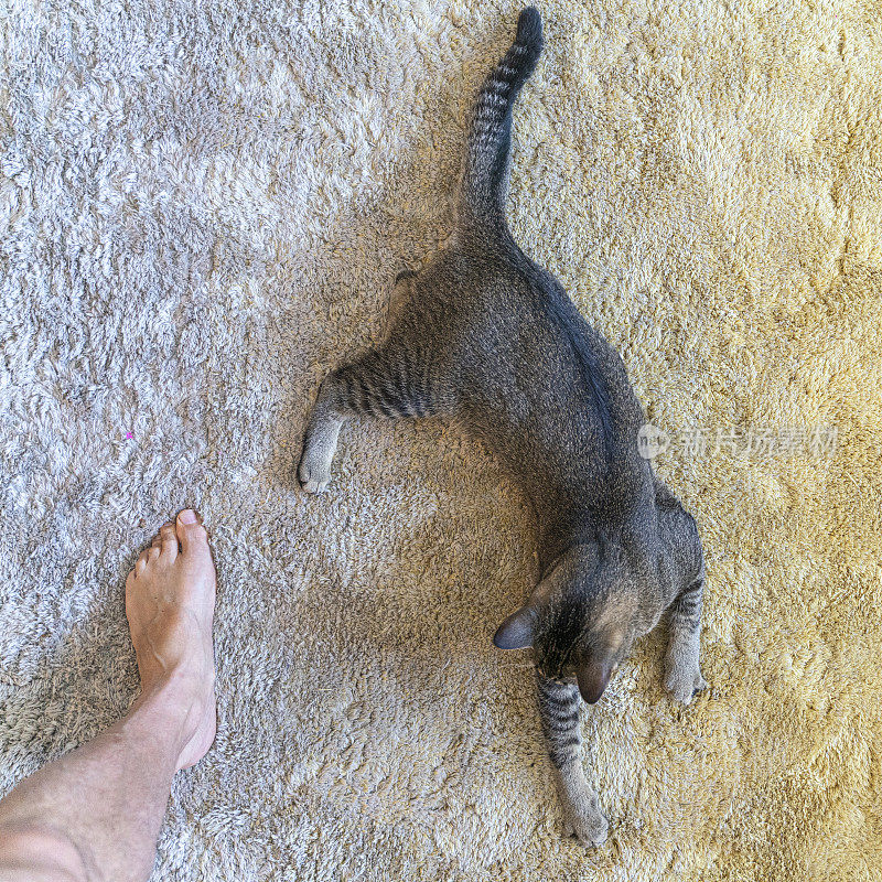 一只灰色的小猫躺在地板上，旁边是一个男人的光脚。