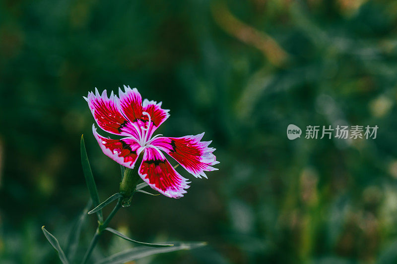 春天花园的花。自然公园景观。绿叶植物背景。