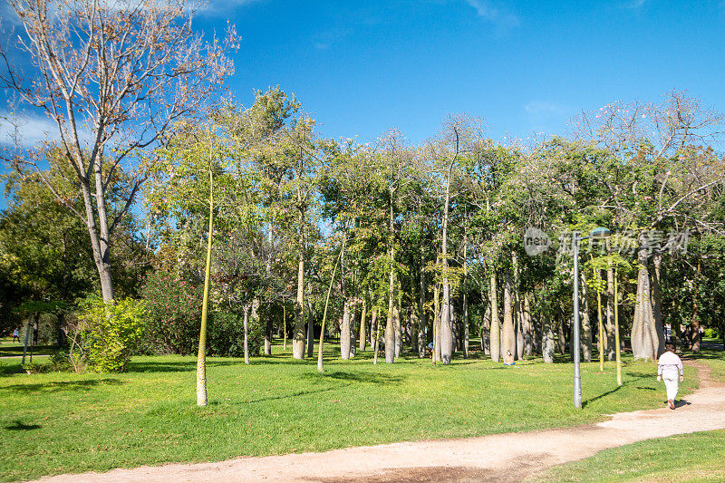 西班牙巴伦西亚图里亚河床公园的丝绵树