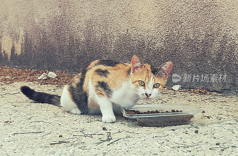 三色小猫在户外吃东西