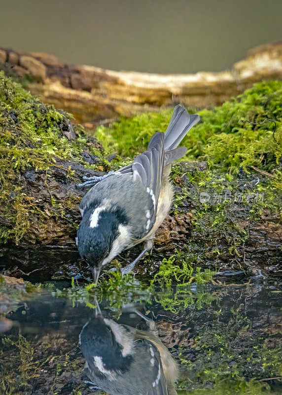 煤雀在水池里饮水