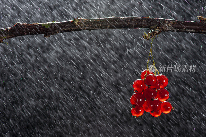 红醋栗对雨的影响枝