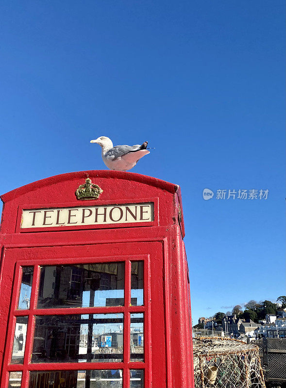 海鸥在电话亭