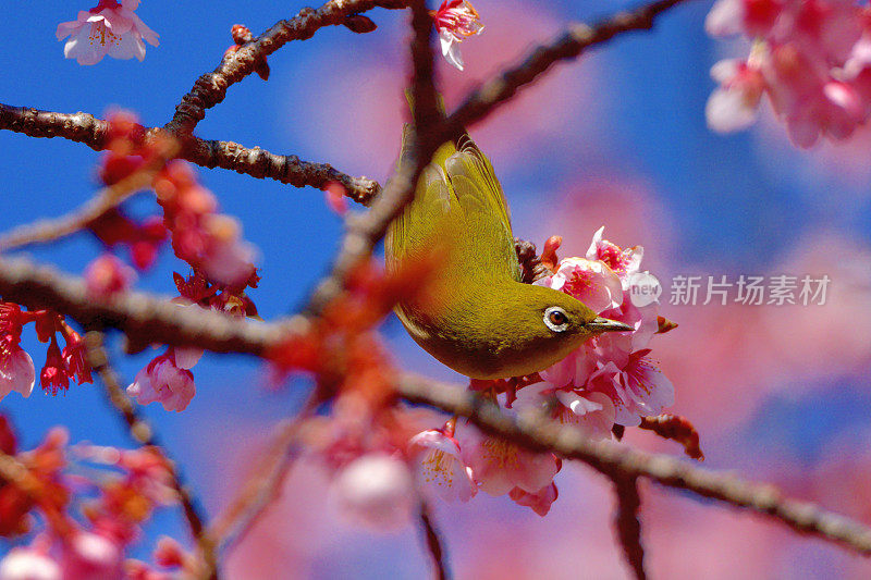 樱花和日本白眼