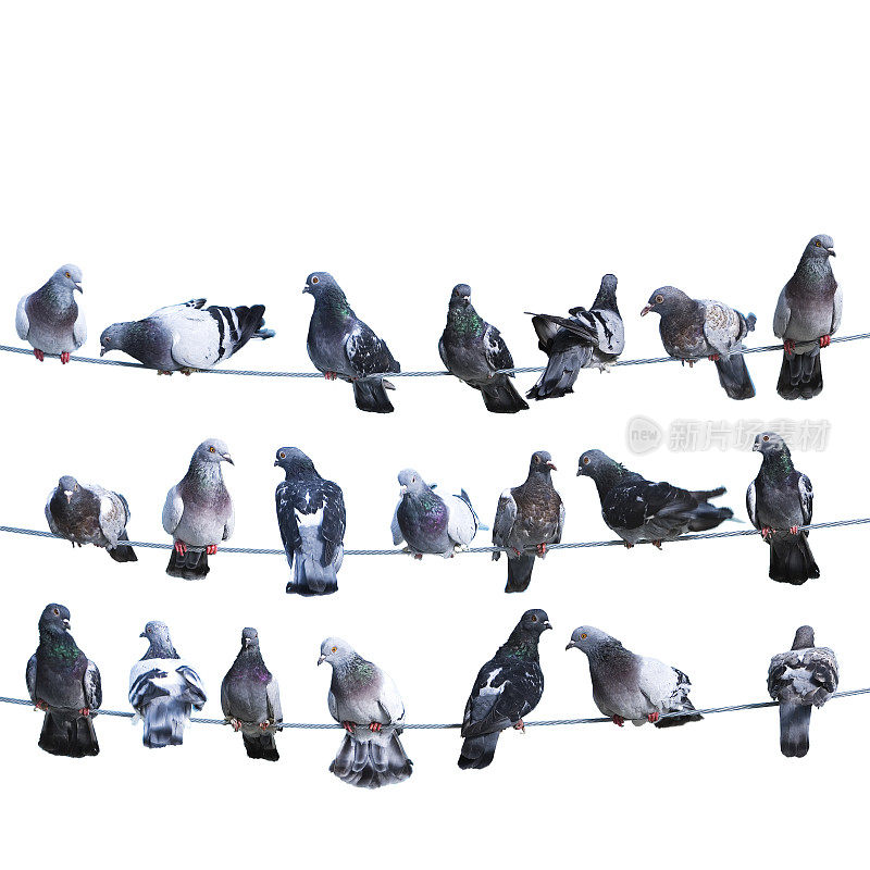 一群鸟在电线上排成一排