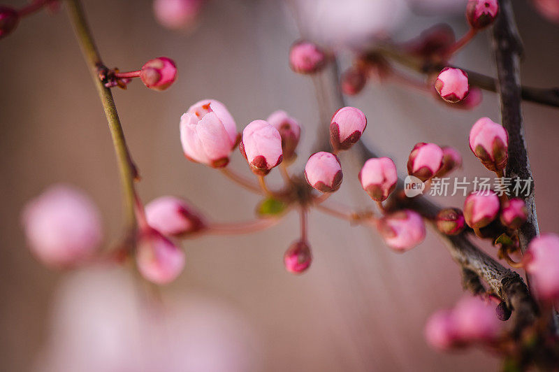 春天粉红色的花