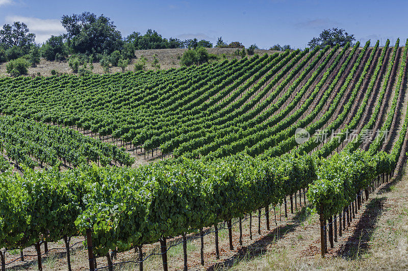 春天在葡萄园里，一排排的葡萄藤显示出新的生长。加州的索诺玛县。葡萄,葡萄科。