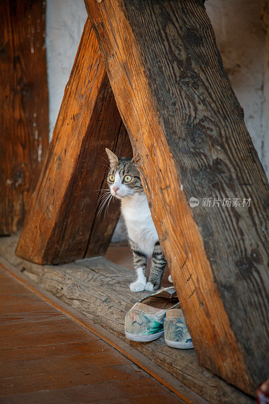 白色虎斑印花布猫站在家里大梁之间的木地板上