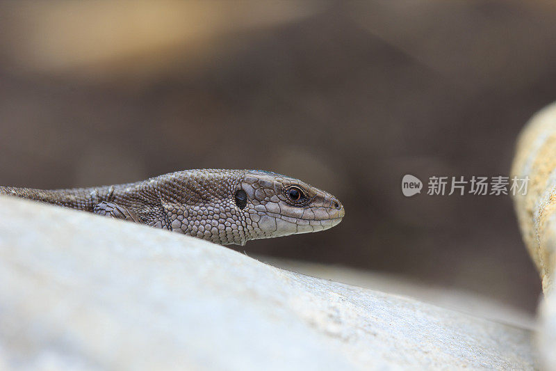 蜥蜴的头。特写镜头