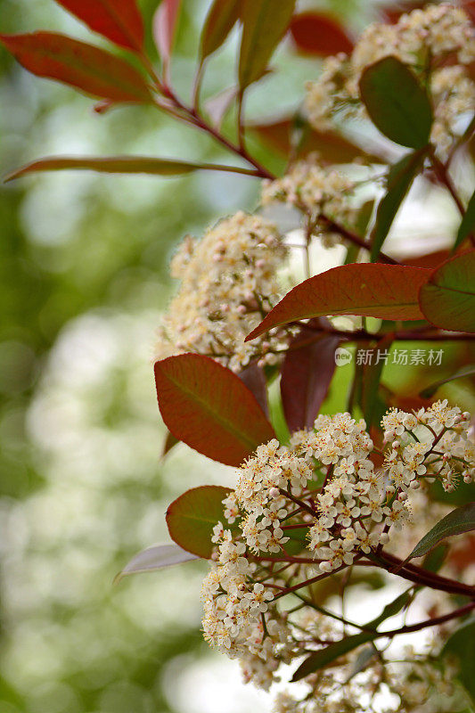 红色提示photinia。