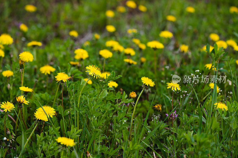 黄色的蒲公英花在绿色上