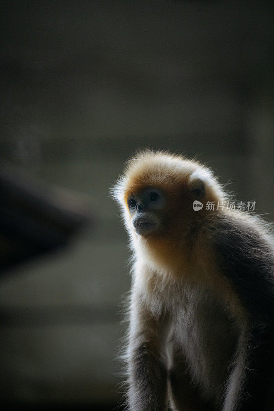 阳光下的金丝猴