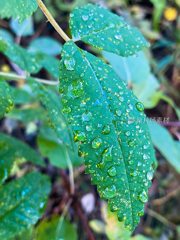 小雨打在树叶