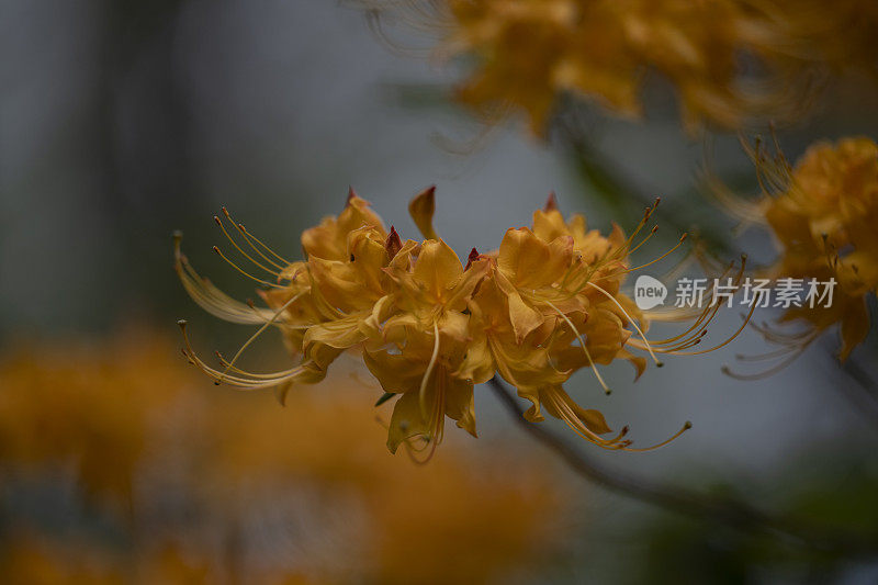 杜鹃花丽莎的金杜鹃花