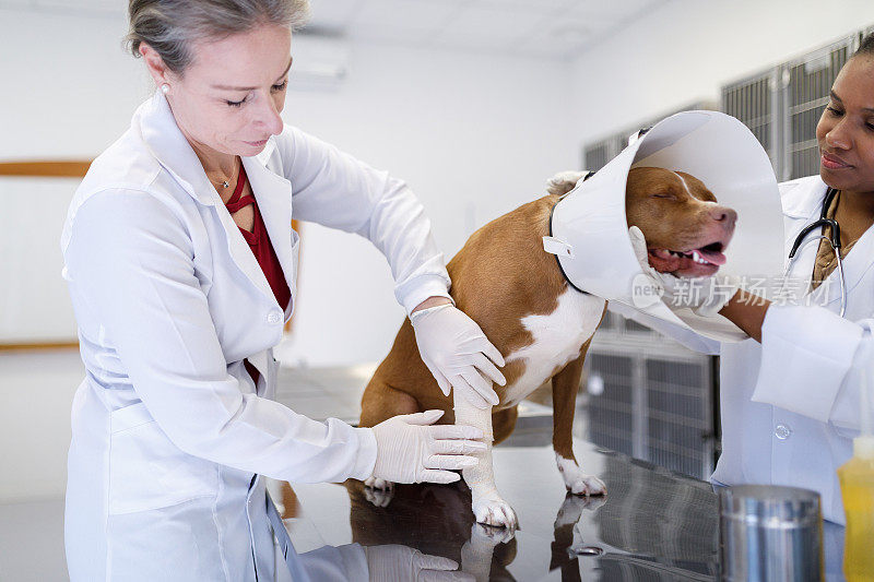 兽医正在检查斗牛犬腿上的绷带