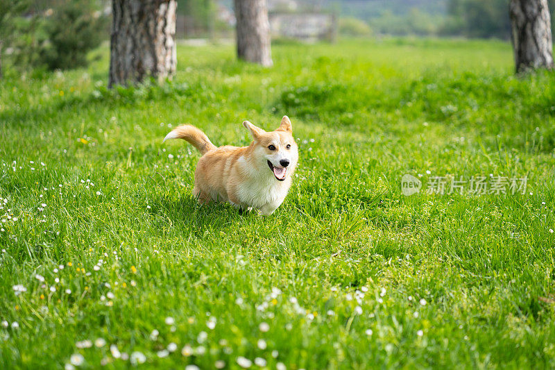 春天，一只彭布罗克威尔士柯基狗在草地上欢快地奔跑