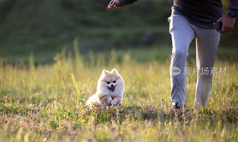 快乐的博美犬正在和主人玩耍