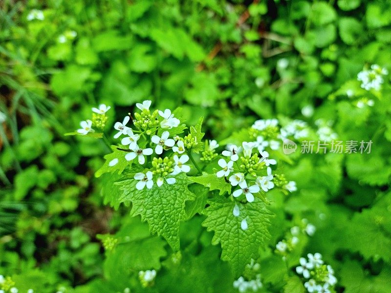 蒜芥(蒜芥)